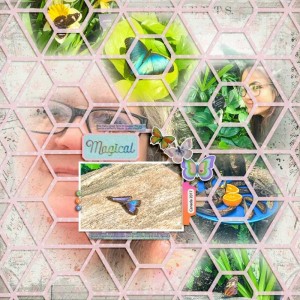 Butterfly-exhibit October 2017 Random challenge