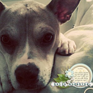 Puppy eyes