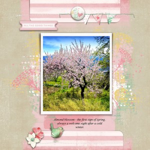 Almond Blossom