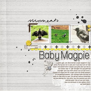 Baby Magpie