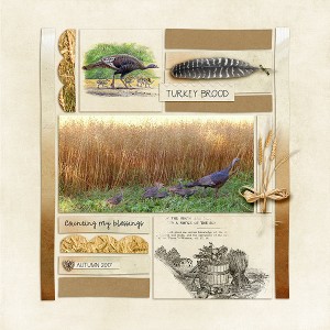 Turkey Brood