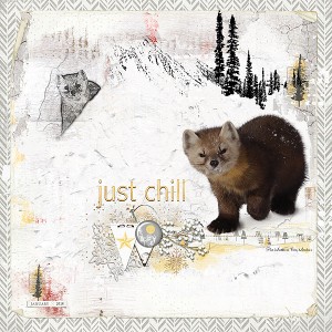 Pine Marten