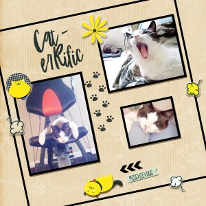 Crazy Cat