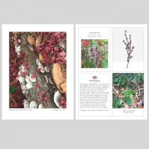 DYD Pages 1 and 2