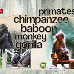 December 2017 Style Challenge - Primates