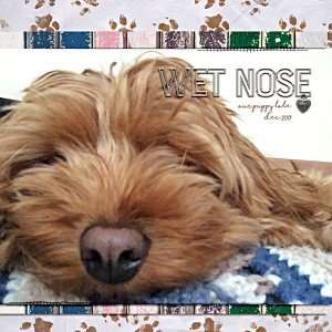 MOC6-Day-4 Wet Nose