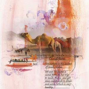 camel farm