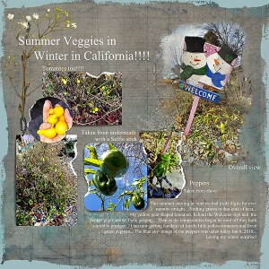 2017-Day-4-Peppers-in-December