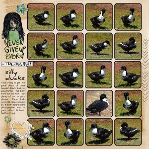 Silly-Ducks_MOC-7---Collage-20-Photos_TLP_WEB