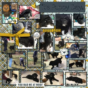 20170404 Puppy Day!