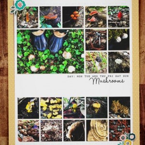 MOC6-7TwentyMushrooms