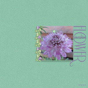 MOC6_10_Style-Clean-and-Simple-_Pincushion-Flower