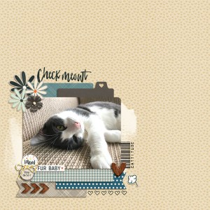 MOC6-8-Check-Meowt