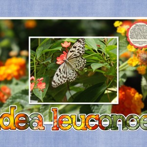 Idea-Leuconoe (MOC#6-19)