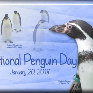 ATC-2018-011-National-Penguin-Day
