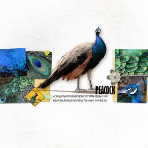 Peacock (MOC6.20)