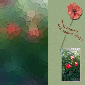 Poppy-not-for-challenge-pix