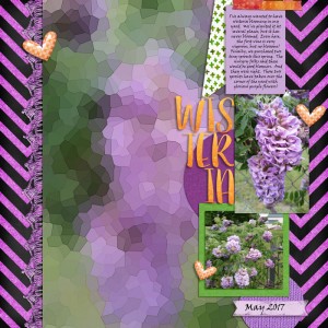 Wisteria