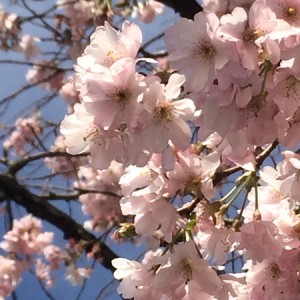 IMG_0215 450x600