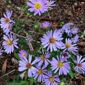 Flowers image