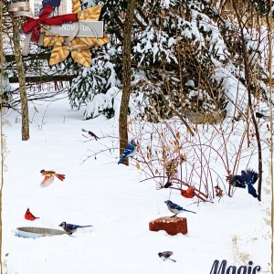 2018-02_February-Birds_web