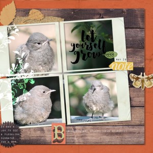 14may_black Redstart01