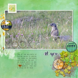 Marmot