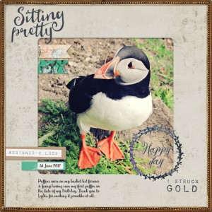 17jun18_puffin