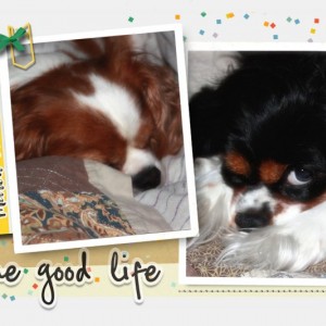 Two Happy Dogs