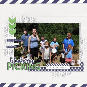 Blueberry Picking
