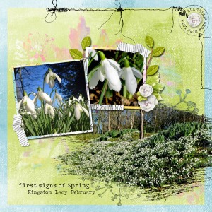 Spring Snowdrops