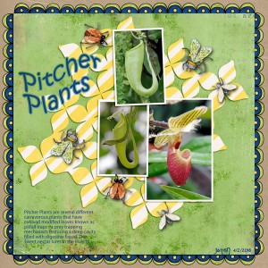 Pitcher Plants - April Challenge