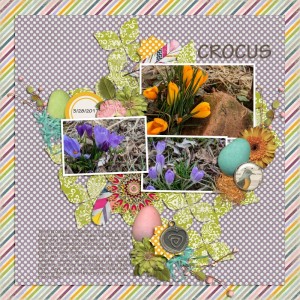 Crocus