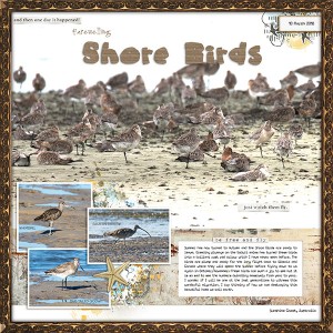 Farewelling Shorebirds
