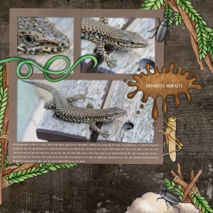 Wall Lizard01