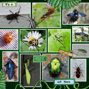 Insect01