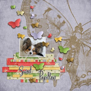 Sweet Papillon