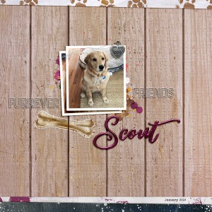 Scout