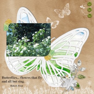 Butterflies