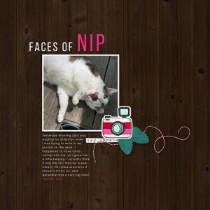 Spot's-catnip