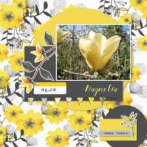 18apr14_magnolia03
