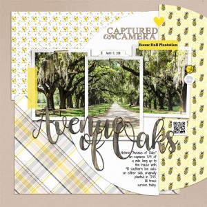 Avenue of Oaks - Boone Hall Plantation