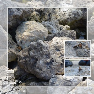 May 2018 Photography Challenge