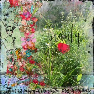 The first poppy
