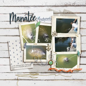 Manatee