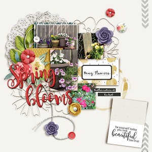 Spring Blooms