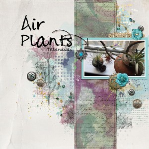 2018-Air-Plants