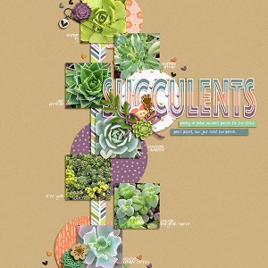 SUCCULENTS