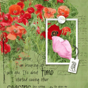 Colorado-poppies-web