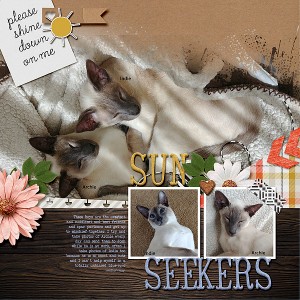SunSeekers